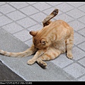 NEKO006-07.jpg