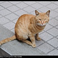 NEKO006-08.jpg