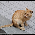 NEKO006-09.jpg