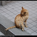 NEKO006-10.jpg