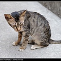 NEKO007-01.jpg