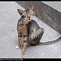 NEKO007-02.jpg