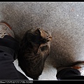 NEKO007-03.jpg