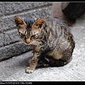 NEKO007-04.jpg