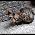NEKO007-05.jpg