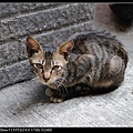 NEKO007-06.jpg