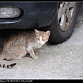 NEKO008-01.jpg