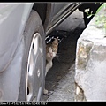 NEKO008-02.jpg