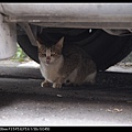 NEKO008-04.jpg