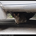 NEKO008-05.jpg