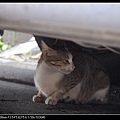 NEKO008-06.jpg