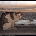 NEKO009-01.jpg