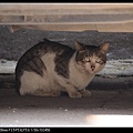NEKO009-02.jpg