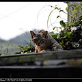 NEKO010-01.jpg