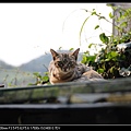 NEKO010-02.jpg