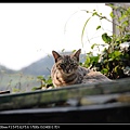 NEKO010-03.jpg