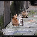 NEKO011-01.jpg