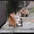 NEKO011-02.jpg