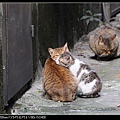 NEKO011-03.jpg