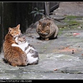 NEKO011-04.jpg
