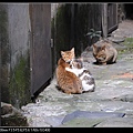 NEKO011-05.jpg