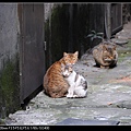 NEKO011-06.jpg