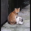 NEKO011-07.jpg