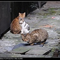 NEKO011-08.jpg