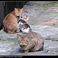 NEKO011-09.jpg