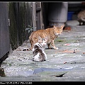 NEKO011-10.jpg