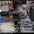 NEKO011-11.jpg