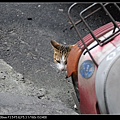 NEKO012-02.jpg