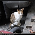 NEKO012-03.jpg