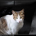 NEKO012-04.jpg