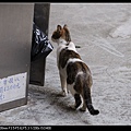 NEKO012-06.jpg
