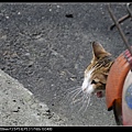 NEKO012-01.jpg