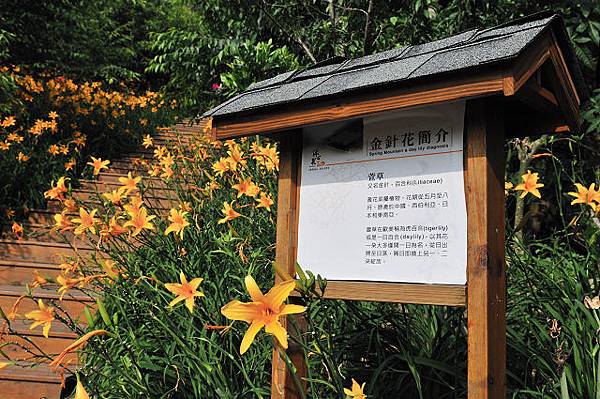 019金針花步道.jpg