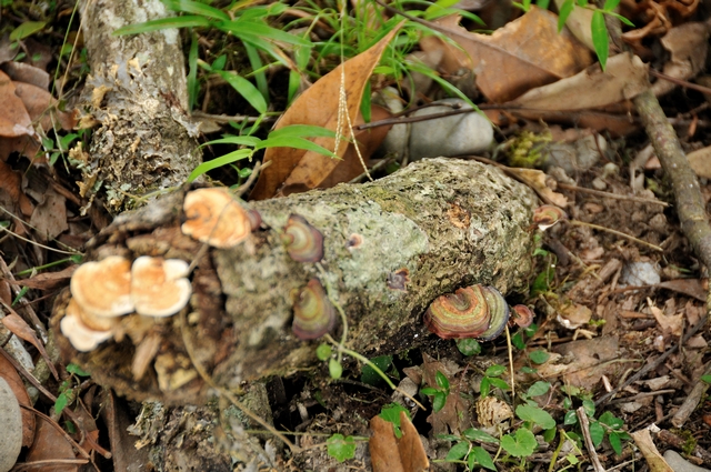 DSC_1392.jpg DSC_1392.jpg