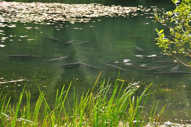 DSC_1417.jpg DSC_1417.jpg