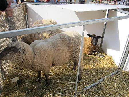 舒曼節慶日-終於看到羊了!