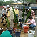 植樹活動0005_調整大小