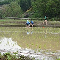 峨小插秧1003
