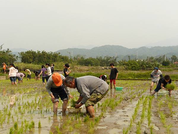 峨小插秧2009