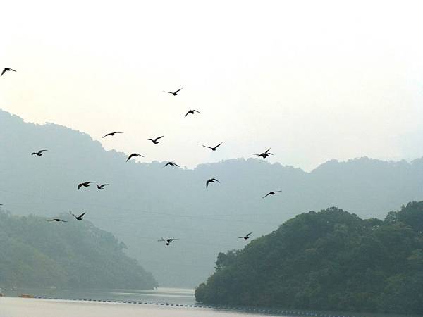 野雁悲鳴.JPG