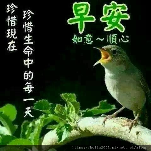 0早安1.jpg