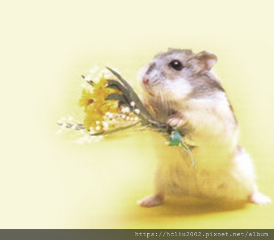 Flower_Mouse.jpg