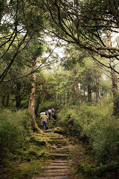 宜蘭太平山，鐵杉林登山步道