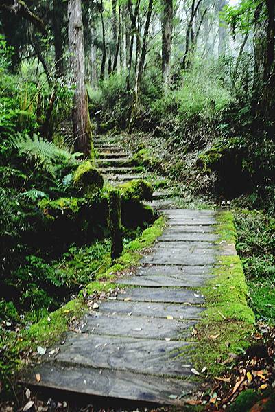 太平山，鐵杉林登山步道