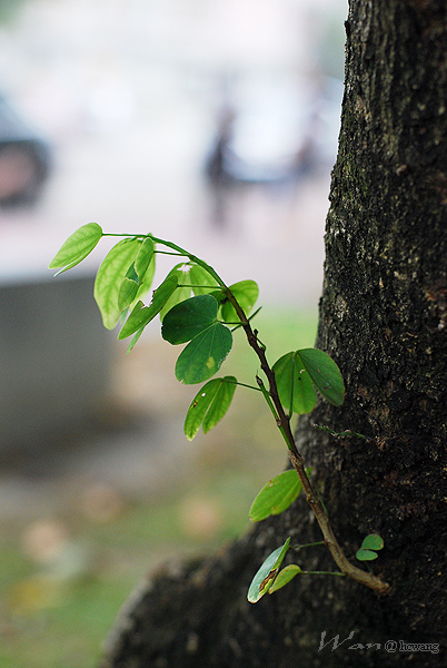 植物