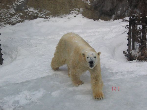 旭川動物園北極熊2.JPG